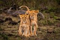 100 Masai Mara, leeuwen